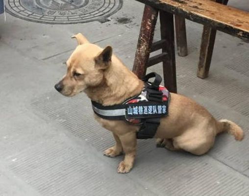 犬吉祥语?重庆来福门质量怎么样-图1 犬吉祥语?重庆来福门质量怎么样-图1