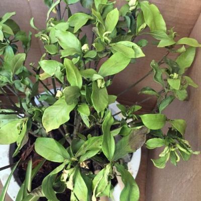 栀子花叶子有碱怎办?透水砖贬碱怎么办-图1 栀子花叶子有碱怎办?透水砖贬碱怎么办-图1