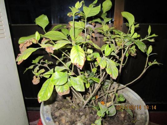 栀子花叶子有碱怎办?透水砖贬碱怎么办-图2 栀子花叶子有碱怎办?透水砖贬碱怎么办-图2