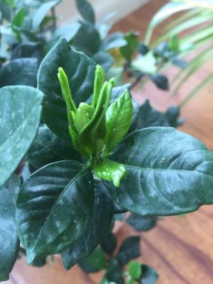 栀子花叶子有碱怎办?透水砖贬碱怎么办-图3 栀子花叶子有碱怎办?透水砖贬碱怎么办-图3