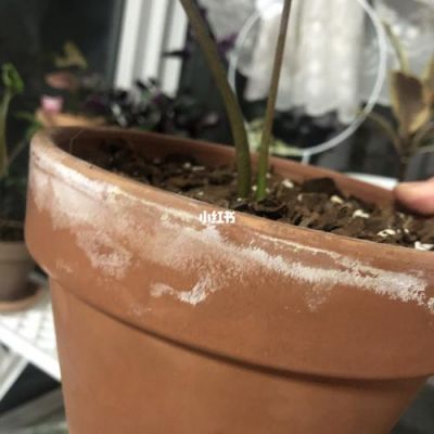 帝罗马花盆会反碱吗？陶土砖地面返碱怎么处理