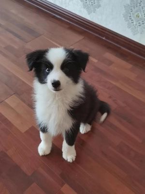 我家的边境牧羊犬三个月了.老是乱咬东西怎么办呢? 谢谢？边牧 咬家具