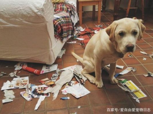 狗狗咬家具是为什么?什么狗不咬家具-图1 狗狗咬家具是为什么?什么狗不咬家具-图1