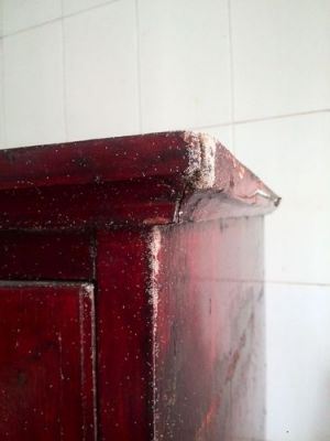 白色的小虫子密密麻麻的?河北康氏家具-图3 白色的小虫子密密麻麻的?河北康氏家具-图3