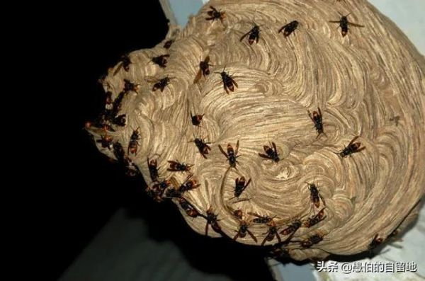 马蜂的生活方式与生活环境？自由巢家具怎么样