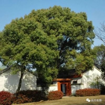 香樟是哪个地方市树?周宁县收购二手家具-图2 香樟是哪个地方市树?周宁县收购二手家具-图2