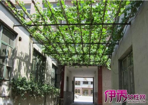 葡萄架埋水泥杆怎么放线?怎么用水泥柱搭葡萄架-图2 葡萄架埋水泥杆怎么放线?怎么用水泥柱搭葡萄架-图2