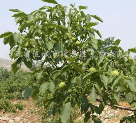 请问专家核桃树那个品种好?天和元丰的家具怎么样-图3 请问专家核桃树那个品种好?天和元丰的家具怎么样-图3