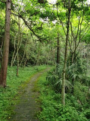 八面山森林公园怎么样?富士林地板质量怎么样-图1 八面山森林公园怎么样?富士林地板质量怎么样-图1