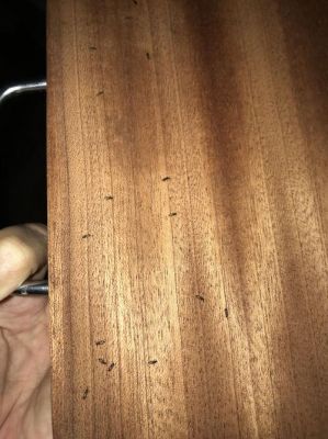房子的松木檩子长白色的肉虫怎么根治?松木家具有虫-图1 房子的松木檩子长白色的肉虫怎么根治?松木家具有虫-图1