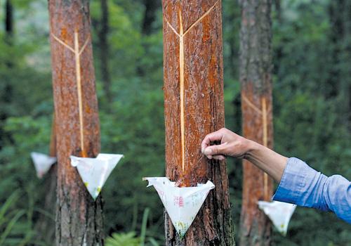 什么叫松脂蜡和纸灰?防腐木有松脂怎么办-图3 什么叫松脂蜡和纸灰?防腐木有松脂怎么办-图3