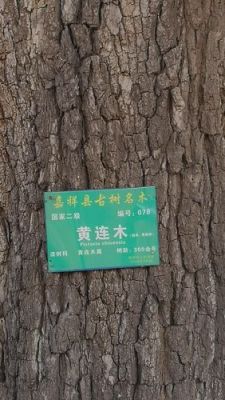黄连木有气味吗?黄连木家具图片-图3 黄连木有气味吗?黄连木家具图片-图3