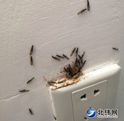 白蚁会啃食墙布吗?白蚁啃食家具初期图-图3 白蚁会啃食墙布吗?白蚁啃食家具初期图-图3