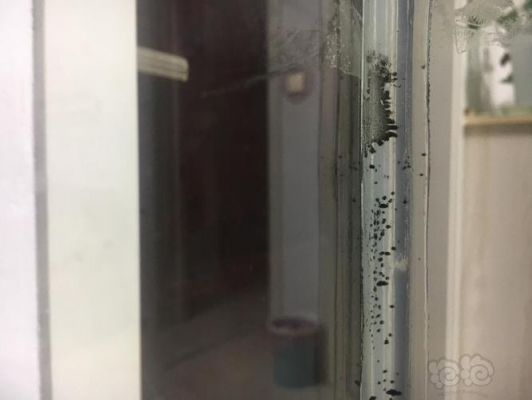 求解答 - - 为什么我家鱼缸玻璃胶上的黑色是什么，越来越多了，而且都擦不掉。有什么办法可以去掉么？玻璃胶里有黑色的怎么去掉