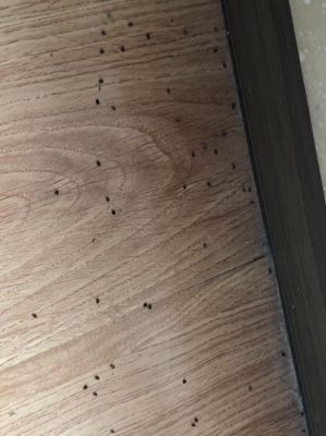 实木地板被蛀虫蛀了几块虫眼爬出几个小虫，很恶心，怎么处理？木地板被虫子蛀了怎么办