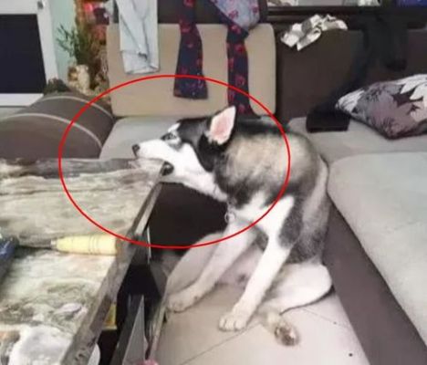 我家的餐桌,椅子被狗啃了,请问在上海哪里可以找到师傅来修理啊?家具宠物咬坏修补-图3 我家的餐桌,椅子被狗啃了,请问在上海哪里可以找到师傅来修理啊?家具宠物咬坏修补-图3