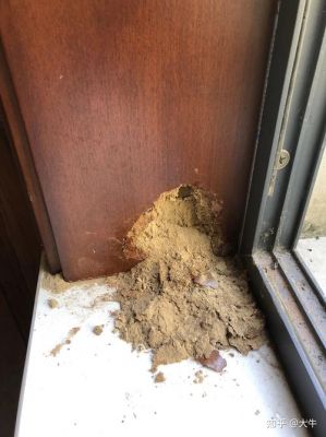 家里门下都有一堆木屑，请问是不是有白蚁？家具 木屑 白蚁