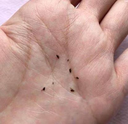 10天的小猫有跳蚤怎么办?意罗尼家具-图3 10天的小猫有跳蚤怎么办?意罗尼家具-图3