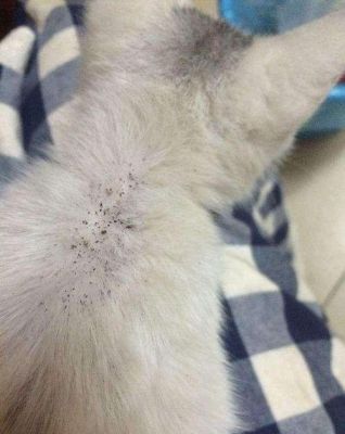10天的小猫有跳蚤怎么办?意罗尼家具-图1 10天的小猫有跳蚤怎么办?意罗尼家具-图1
