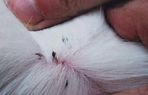 10天的小猫有跳蚤怎么办?意罗尼家具-图2 10天的小猫有跳蚤怎么办?意罗尼家具-图2