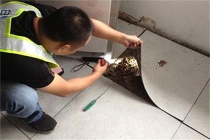 灭柜子里白蚁的最简单方法?家具有白蚁怎么办-图3 灭柜子里白蚁的最简单方法?家具有白蚁怎么办-图3