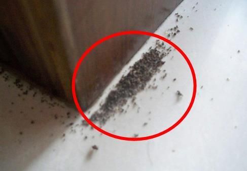 家具生蚂蚁怎么办?家具蚂蚁-图3 家具生蚂蚁怎么办?家具蚂蚁-图3