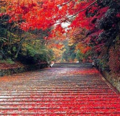 北京北边看红叶的地方?北京金秋红家具厂-图3 北京北边看红叶的地方?北京金秋红家具厂-图3