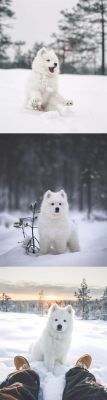 雪地萨摩耶性格？萨摩耶咬家具