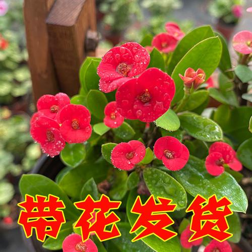 俏佳人是虎刺梅吗？苏州名角家具