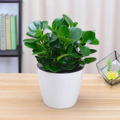 在家养豆瓣花好嘛?豆瓣家具-图2 在家养豆瓣花好嘛?豆瓣家具-图2