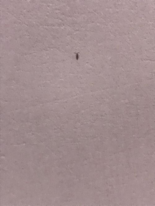 家具受潮长了许多小虫是什么虫子?咬家具的虫-图3 家具受潮长了许多小虫是什么虫子?咬家具的虫-图3