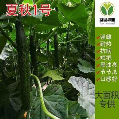 黄瓜种子哪个牌子最好?满园红家具-图3 黄瓜种子哪个牌子最好?满园红家具-图3