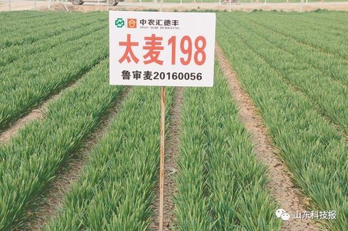 太麦198小麦品种和石农086哪个好?石家庄大地家具厂-图2 太麦198小麦品种和石农086哪个好?石家庄大地家具厂-图2
