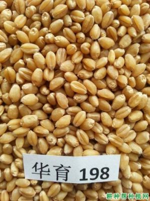 太麦198小麦品种和石农086哪个好?石家庄大地家具厂-图1 太麦198小麦品种和石农086哪个好?石家庄大地家具厂-图1