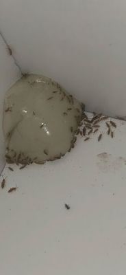 家具生虫子怎么办?家具被驻-图3 家具生虫子怎么办?家具被驻-图3