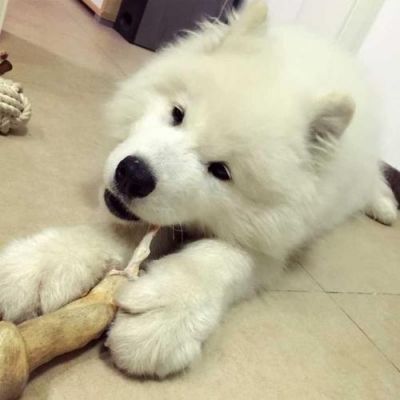 一个多月的萨摩耶为什么喜欢乱吃东西，乱咬东西，要注意什么？萨摩耶咬家具吗