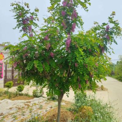槐花树的用途?洋槐树家具-图1 槐花树的用途?洋槐树家具-图1