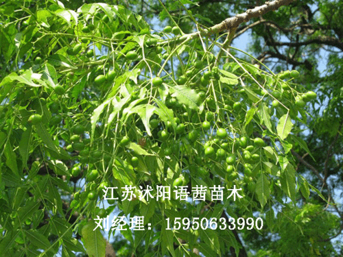 苦楝树可以做木炭吗?苦楝树 家具-图2 苦楝树可以做木炭吗?苦楝树 家具-图2
