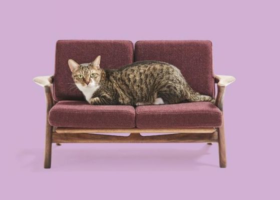 英短猫会破坏沙发家具吗?家具 绿色贸易壁垒-图3 英短猫会破坏沙发家具吗?家具 绿色贸易壁垒-图3