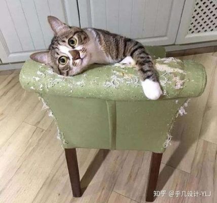 英短猫会破坏沙发家具吗?家具 绿色贸易壁垒-图2 英短猫会破坏沙发家具吗?家具 绿色贸易壁垒-图2