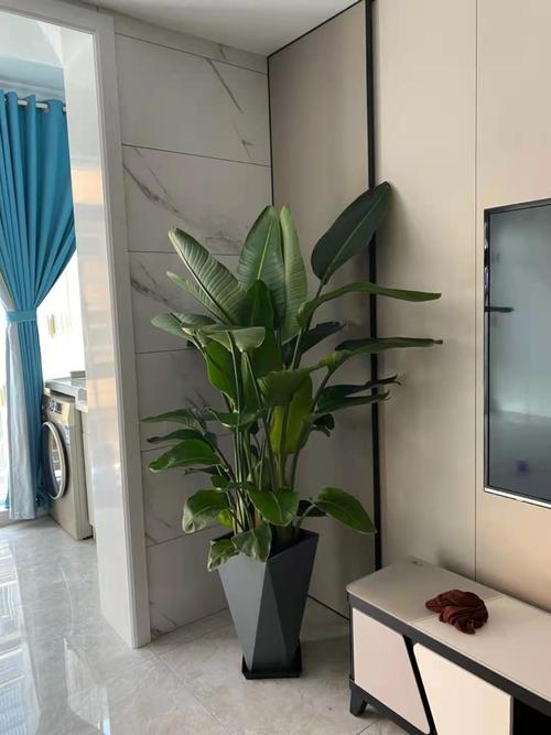 天堂岛花养在家里好吗？北京天堂鸟家具