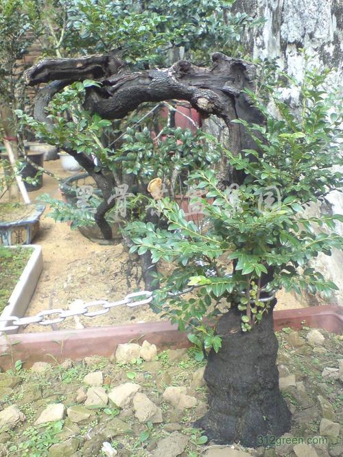 黑檀盆栽冬季的养护？黑檀木家具保养