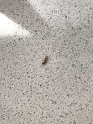 家具里经常出现的虫子?家具生虫子-图3 家具里经常出现的虫子?家具生虫子-图3