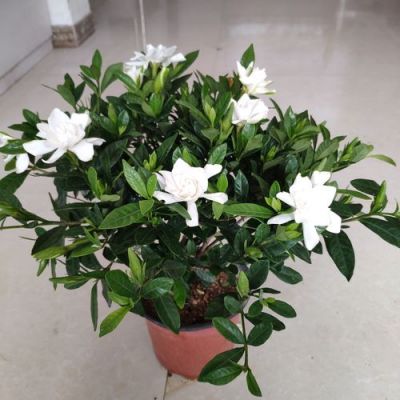 栀子花为什么叫栀子花？栀子庄园家具