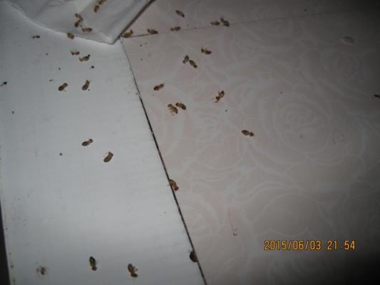 衣柜有虫蛀怎么处理?空置家具防虫-图2 衣柜有虫蛀怎么处理?空置家具防虫-图2