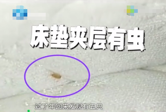 橡胶床垫会长虫吗？橡胶木家具生虫