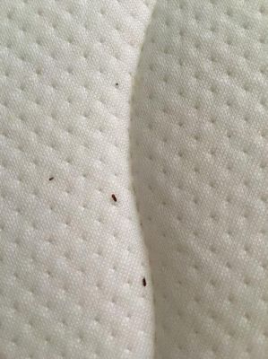 橡胶床垫会长虫吗?橡胶木家具生虫-图3 橡胶床垫会长虫吗?橡胶木家具生虫-图3