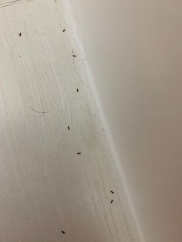 住旧的木板会有虫子吗？家具木头的小虫