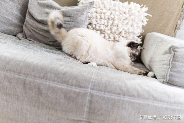 猫挠沙发什么意思？猫咪抓家具