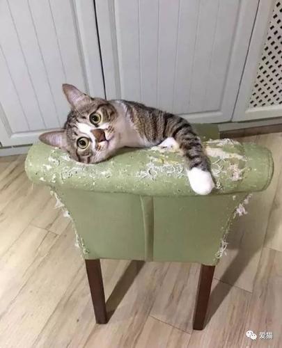 猫挠沙发什么意思?猫咪抓家具-图3 猫挠沙发什么意思?猫咪抓家具-图3